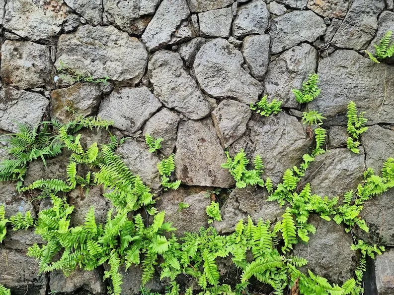 Construire un mur de soutènement en pierres à La Réunion qui allie — free download
